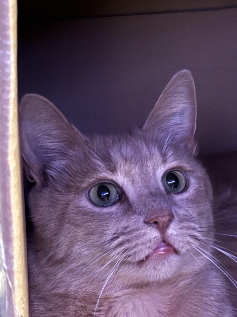 Not a single thought behind those cute eyes