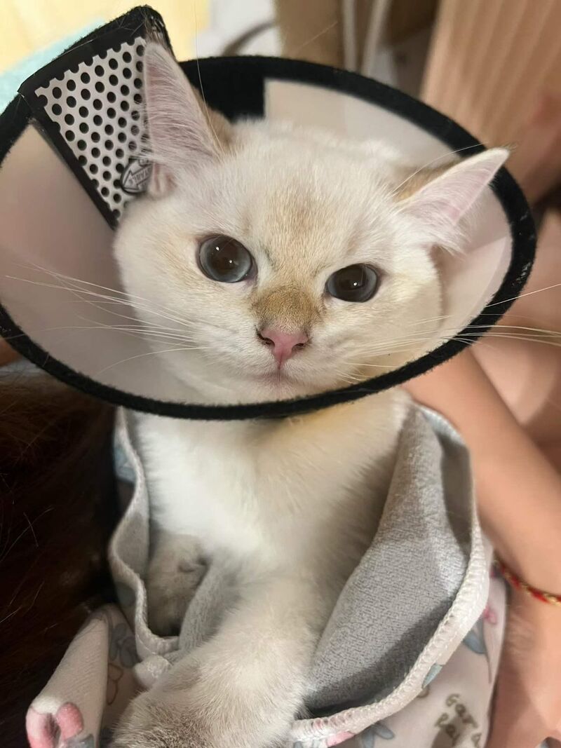 Even with the cone, he is still the cutest boy