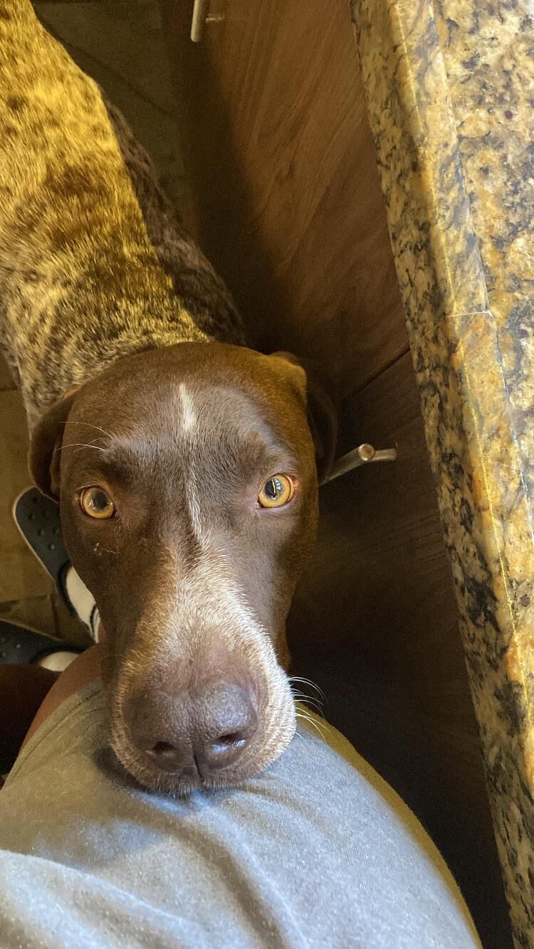 His little honey-colored eyes😍