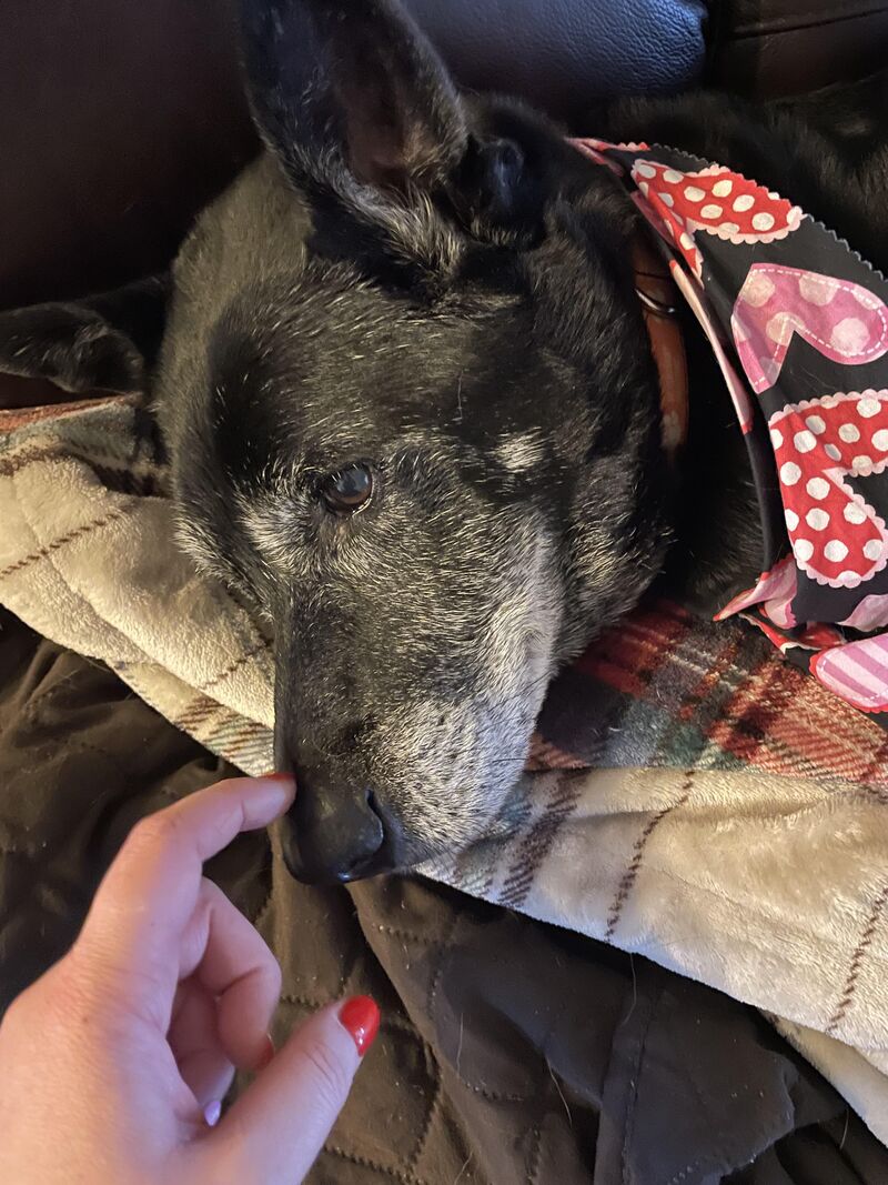 “Mom says the internet has been giving boops. I just wanted to let you know. I received them.”- Otis