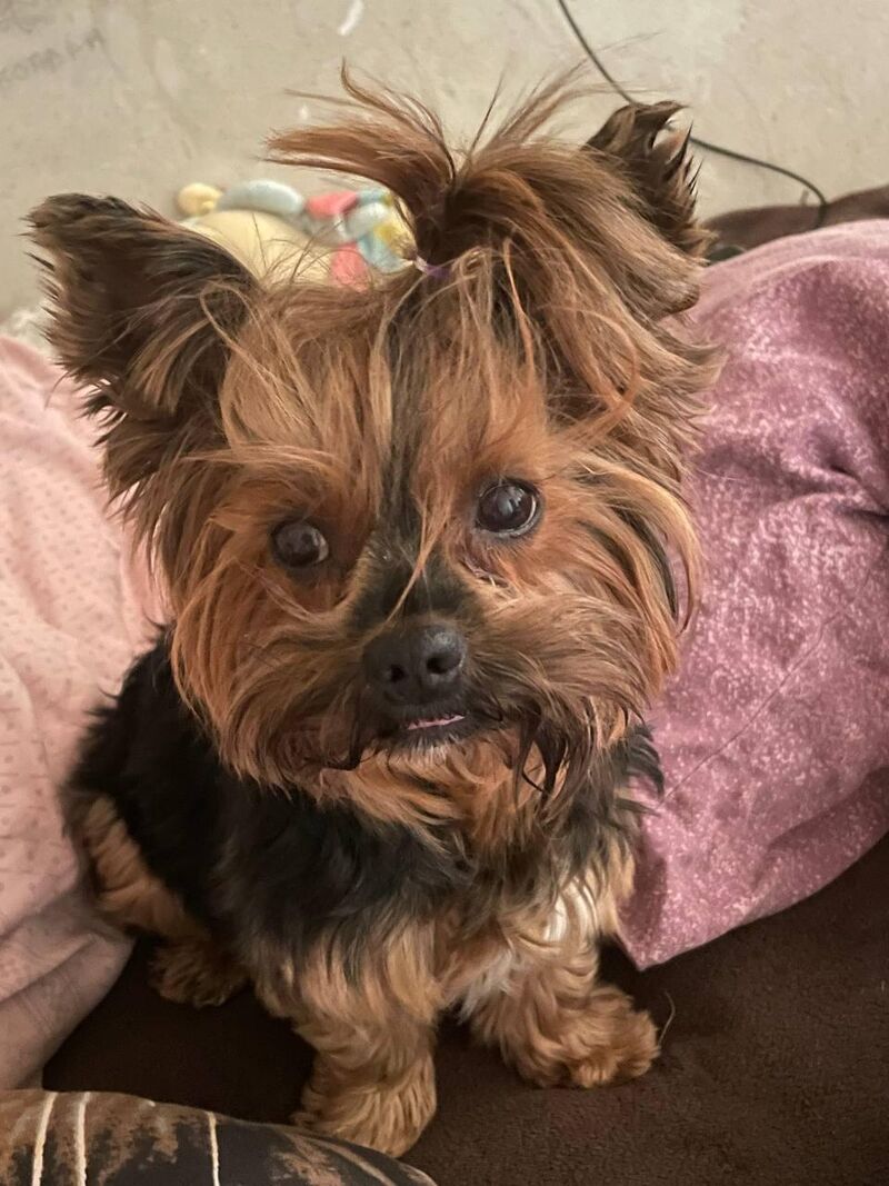 Just a tiny fren having a big hair day. Much majestic. 🦁