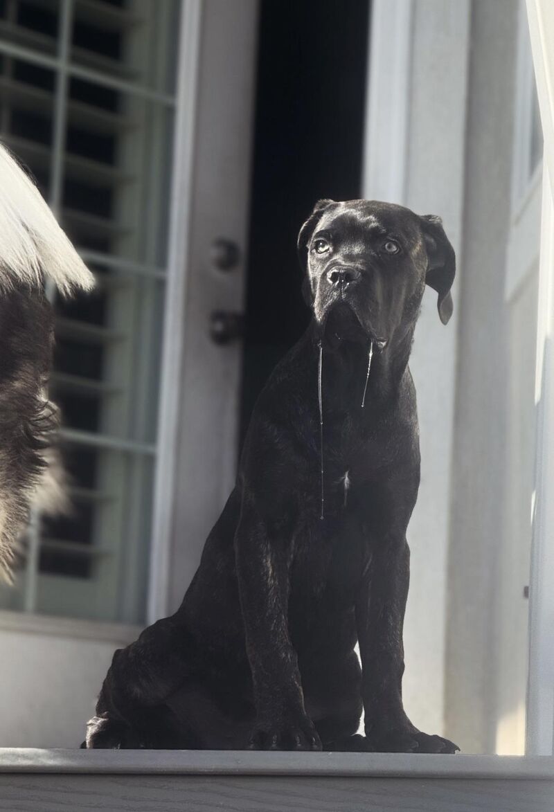 Bruce Stringsteen is that you