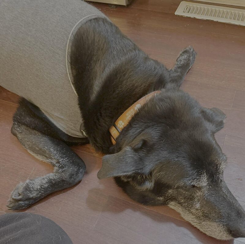 Otis tried out for the Olympics curling team. He was trying to be the stone.