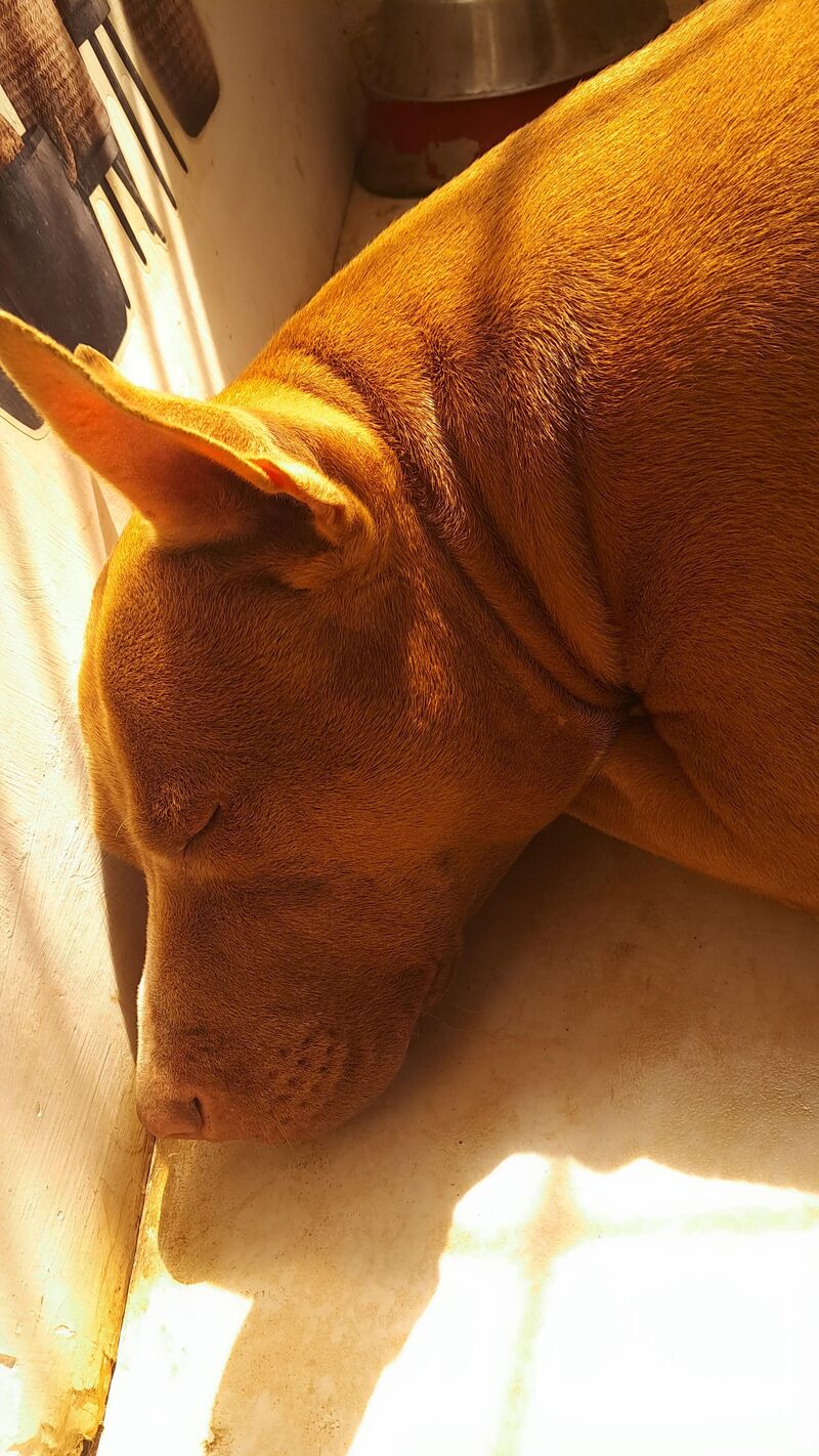 She's in heat, give some good vibes and love for her. Cheers!