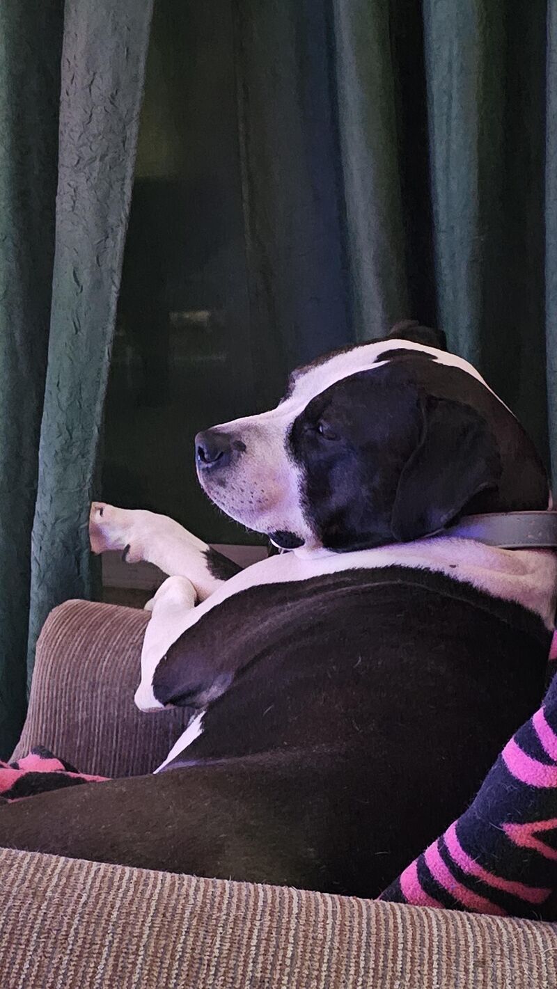 She's always gotta lay in her chair and survey 