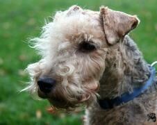 Terrier Lakeland