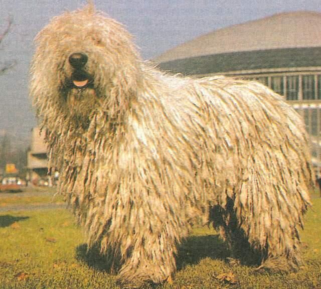 Komondor