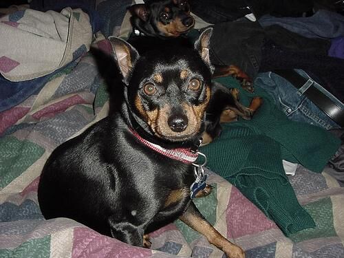 Pinscher Miniature