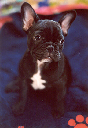 Bulldog French