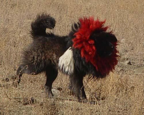 Mastiff Tibetan