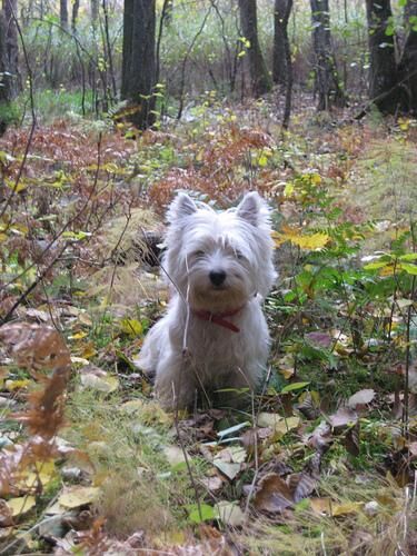 Terrier Westhighland