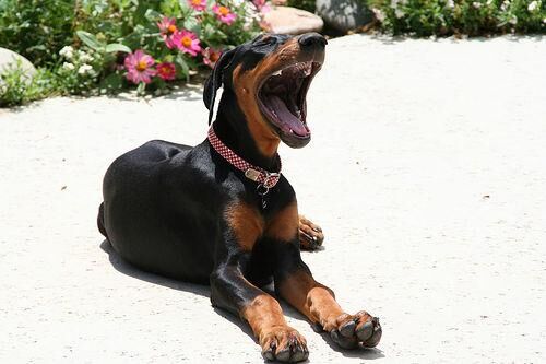 Doberman