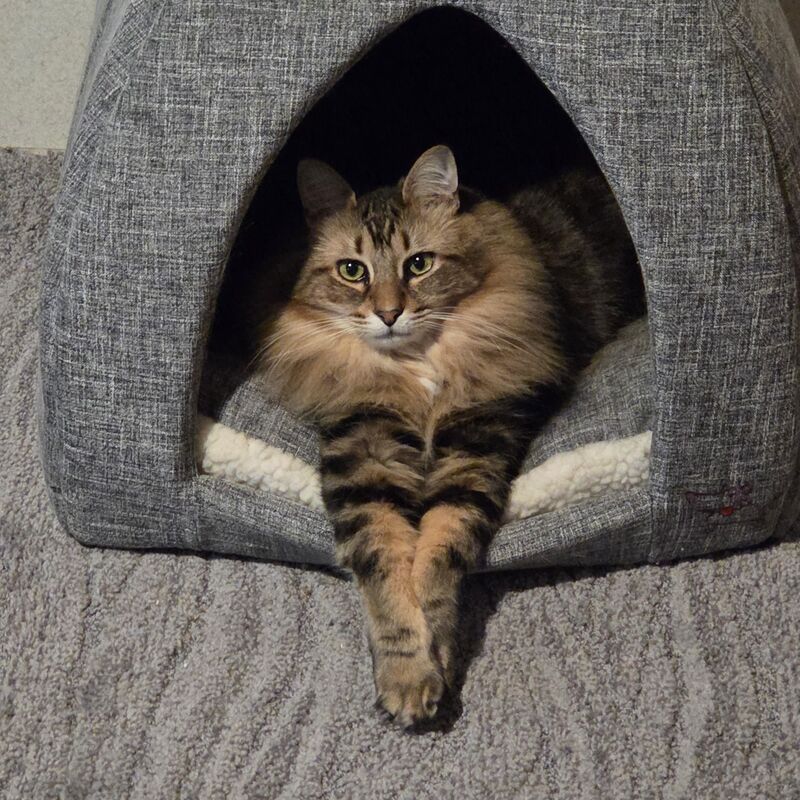 This fluffy gentleman.