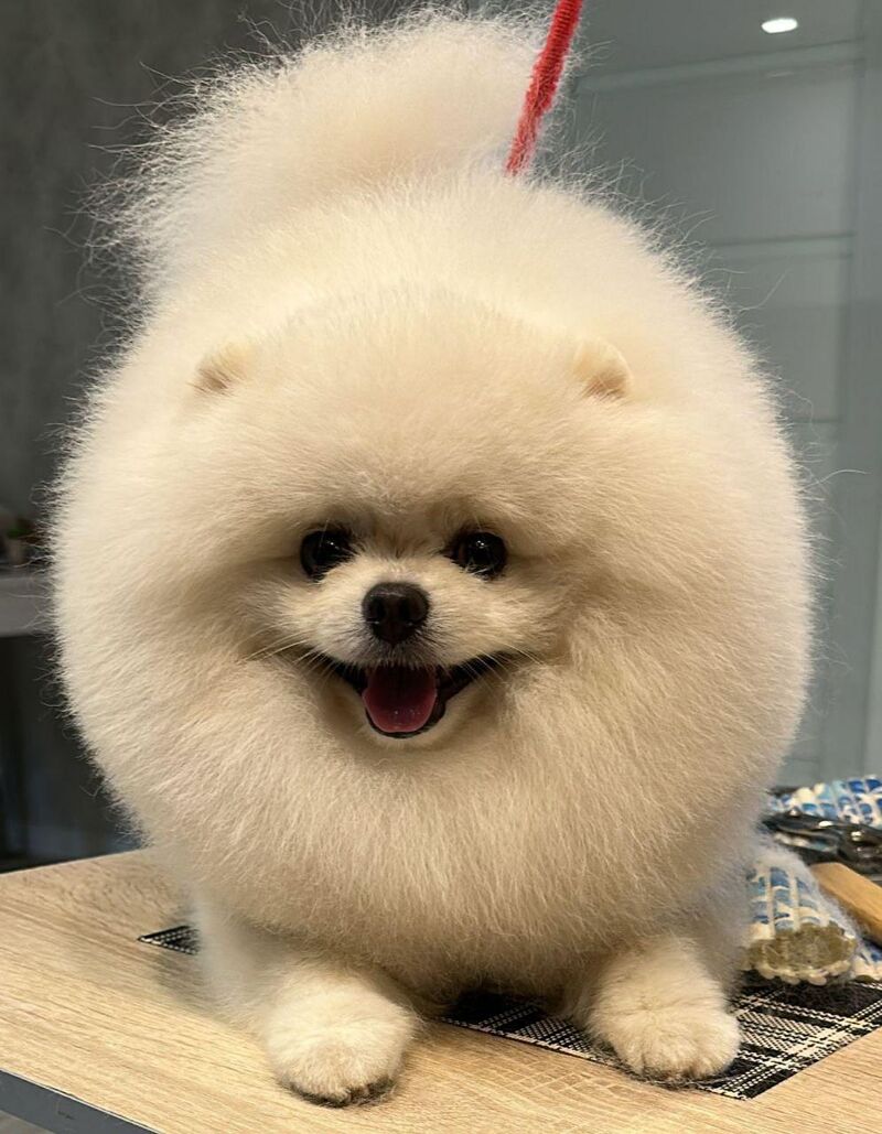 his name is Biscuit, there is no rounder thing in the world than him.