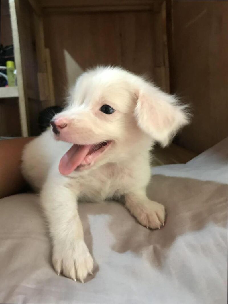 Life is better with paws 🐾😍