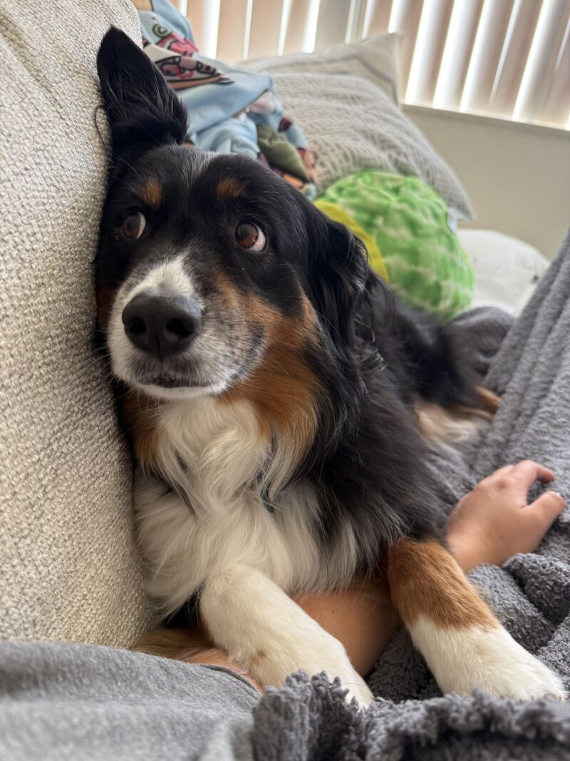 Did I hear you say “chicken”!