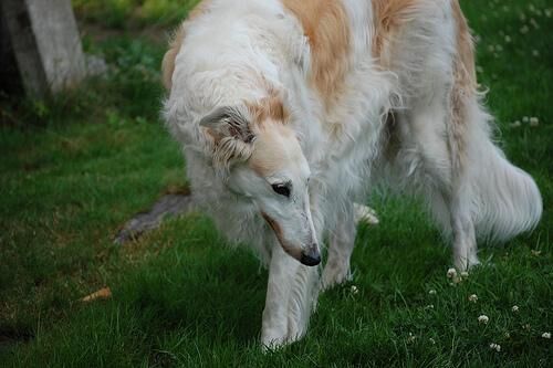 Borzoi