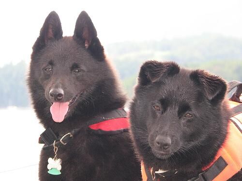 Schipperke