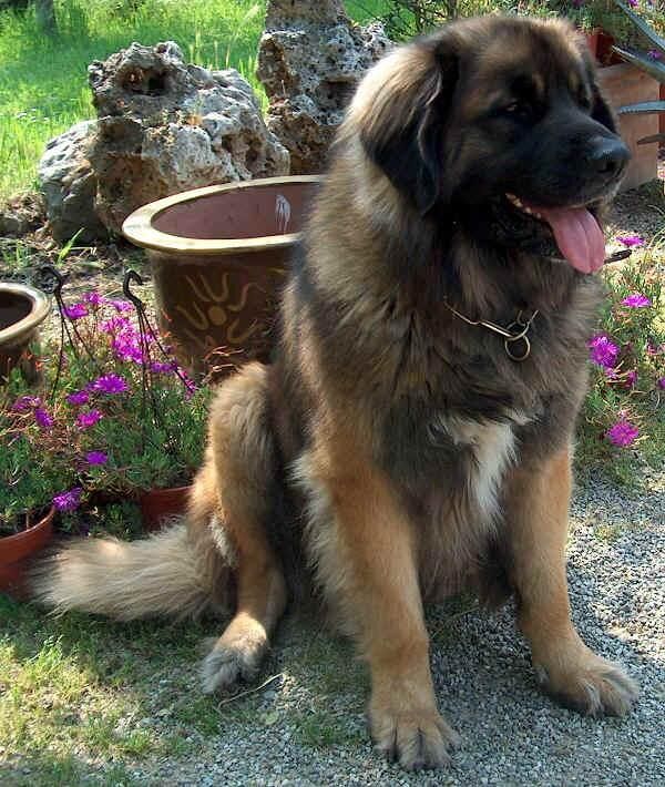 Leonberg
