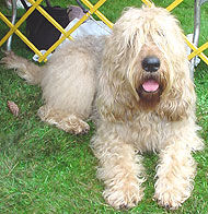 Otterhound