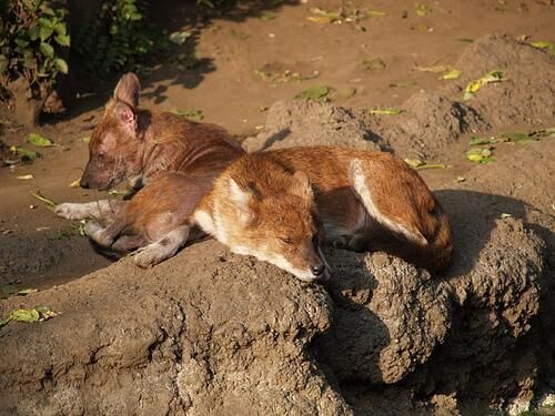 Dhole