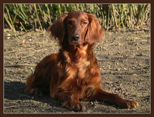 Setter Irish
