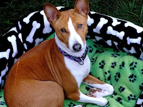 Basenji