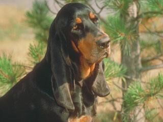 Coonhound