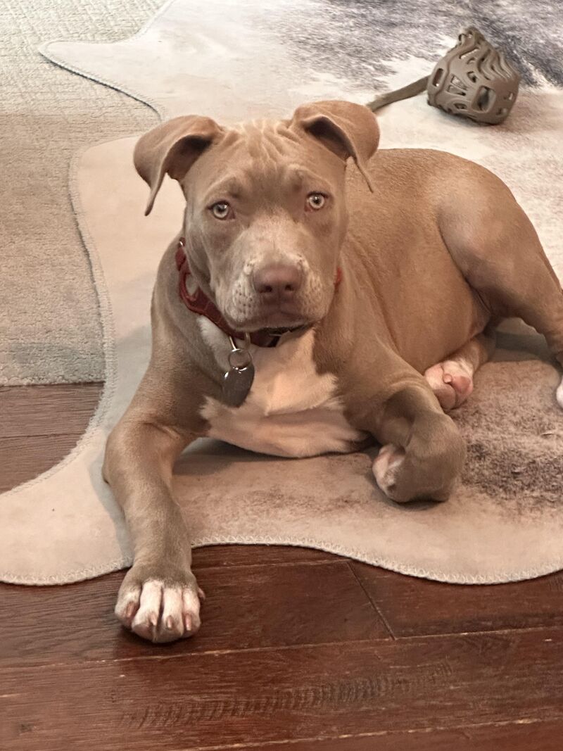 Not even four months and elbow dysplasia?