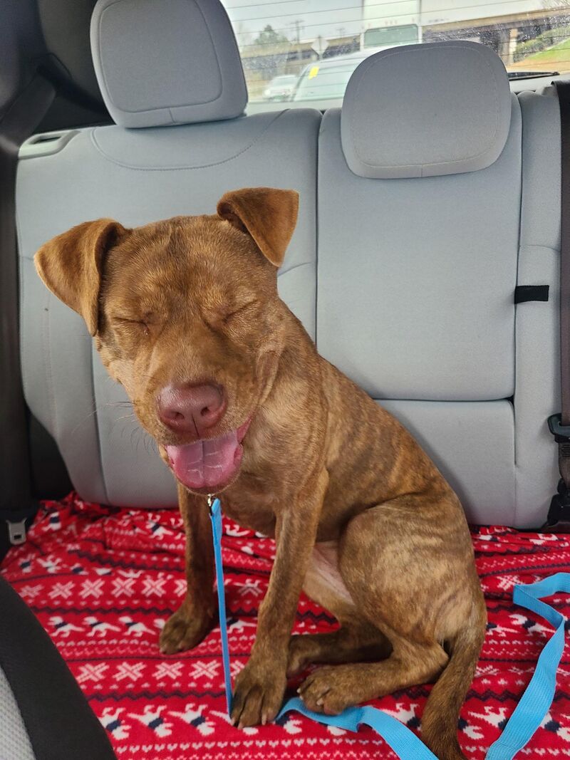 Just adopted this 7 month old , absolute sweetheart. She needs a name.