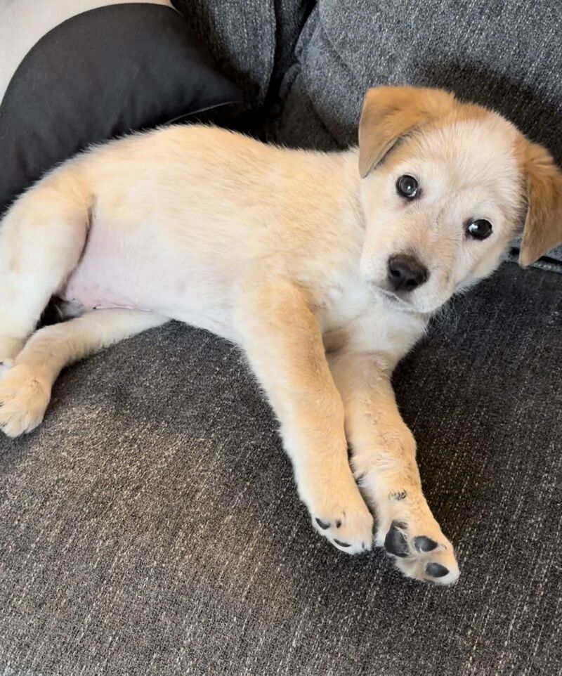 Just adopted this pup!