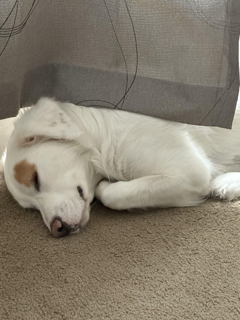 She is seriously the sweetest little angel! I love her so much ♥️