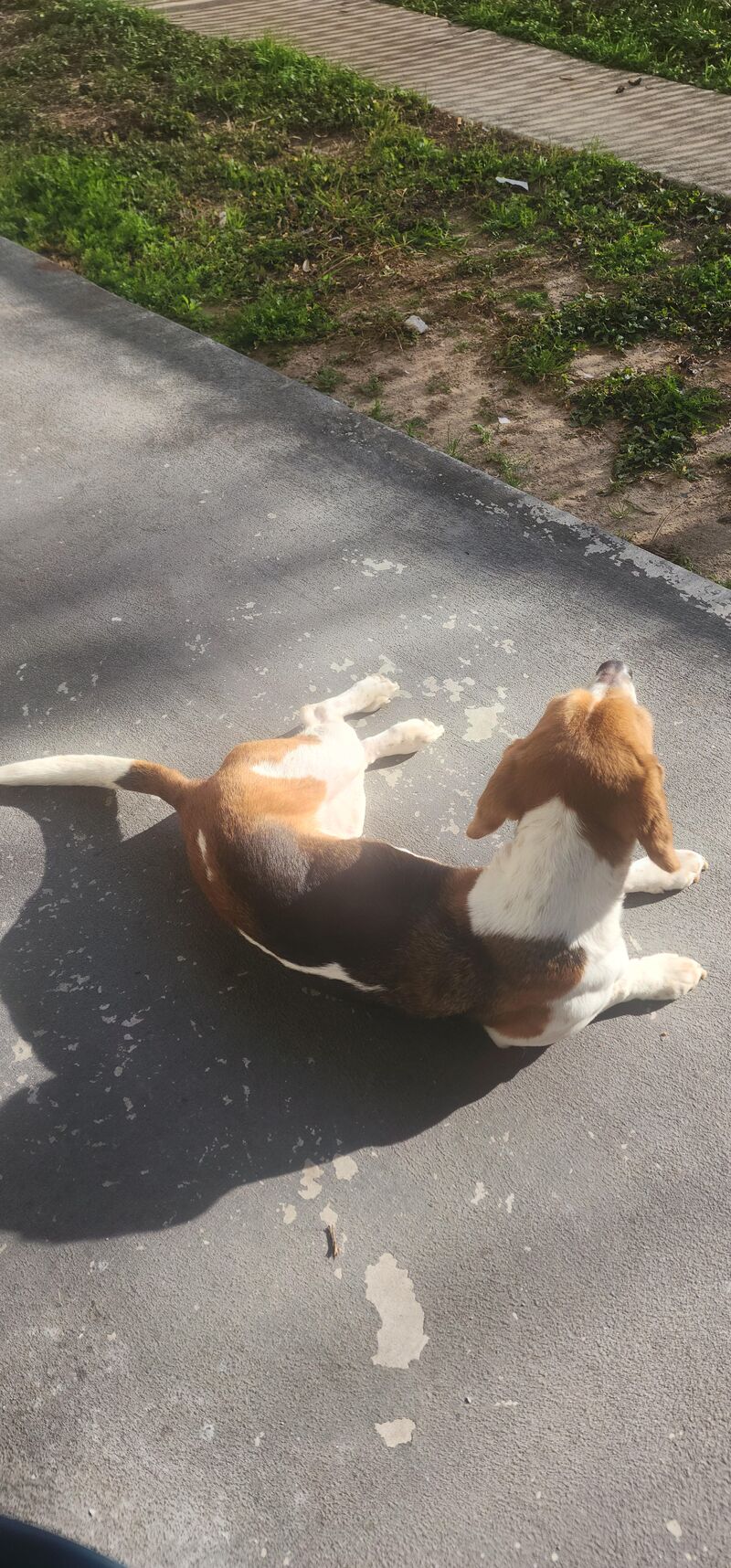 This breed will sunbathe wherever and whenever!