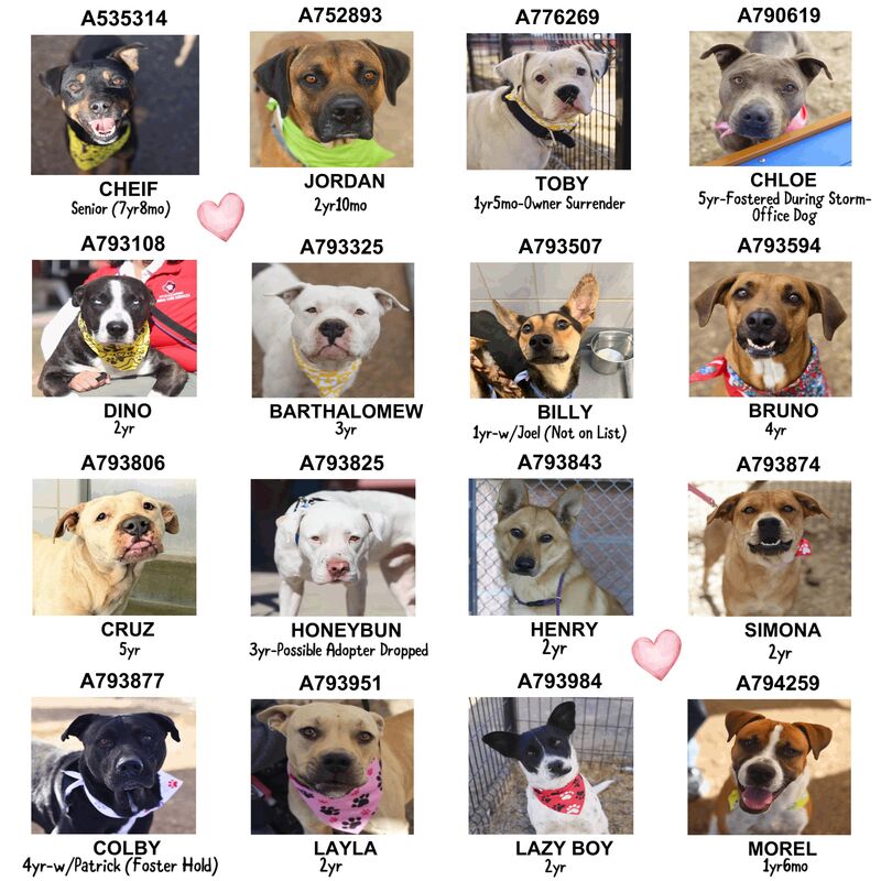 There are 16 dogs on the San Antonio TX ACS Euthanasia List. They need a Rescue/Foster/Adoption Hold by 11:30 am CT on 2/10