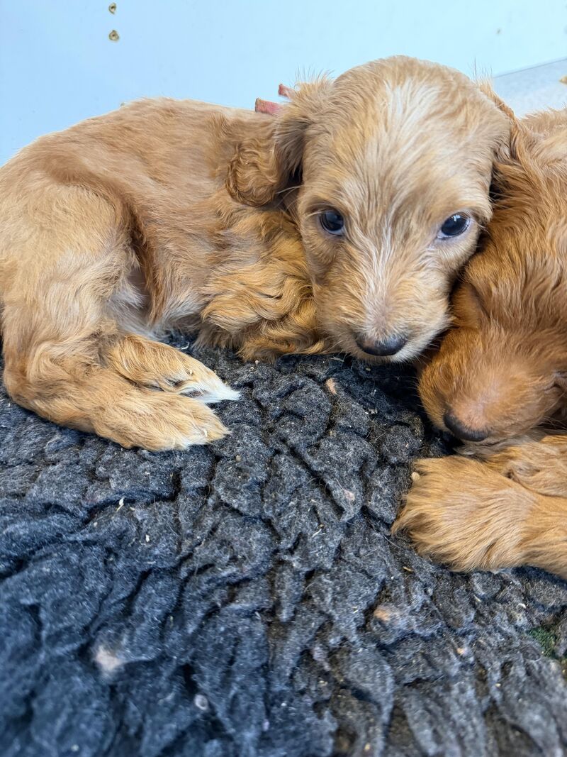 Just look at this adorable 5 week old girl!