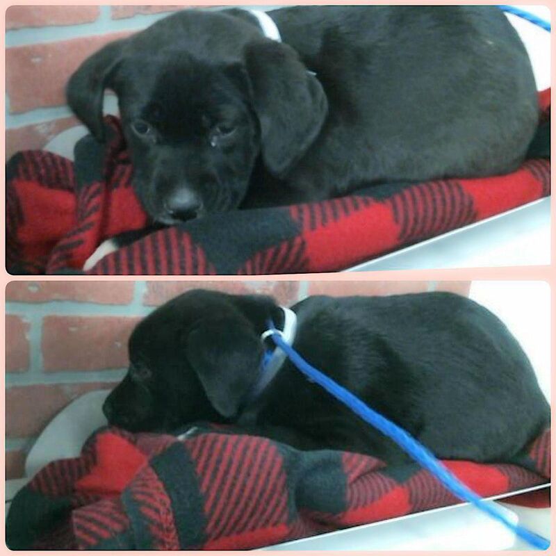 Howl and Yeller are 9 weeks old. Under socialized stray puppies, very scared on their intake they have been slowly getting used to people. They are also not feeling well, negative for Parvo but need tlc and local foster ASAP! Listed for euthanasia 2/10 1pm | Barc, Houston Tx| A2056341, A2056342