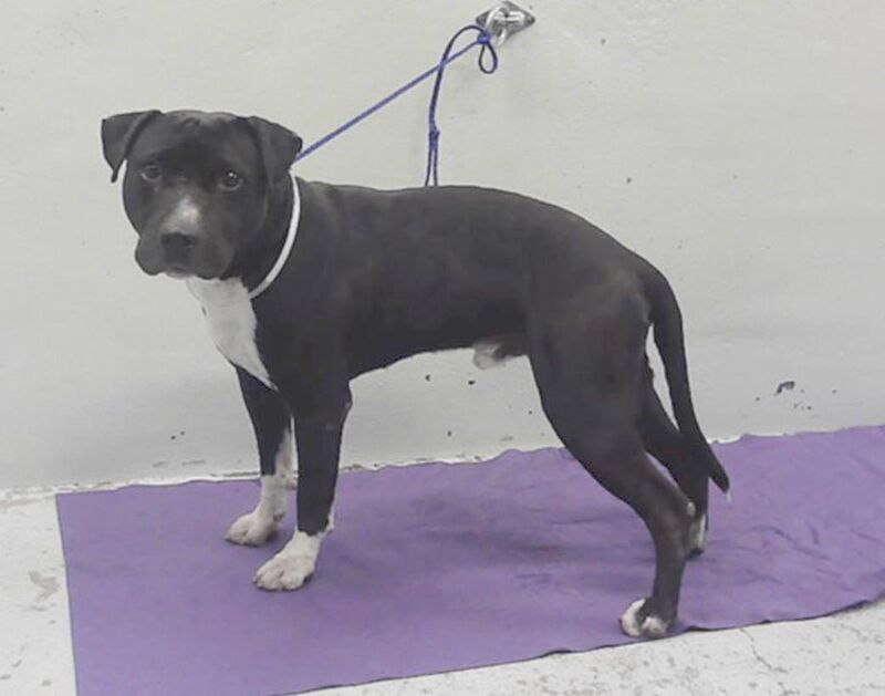 Carlitos is listed for euthanasia tomorrow 2/10 1pm. He’s a nice wiggly guy, interested in meeting other dogs. Notes point to a house trained dog who is well behaved | Barc, Houston Tx | A2055097 adopt, foster or rescue