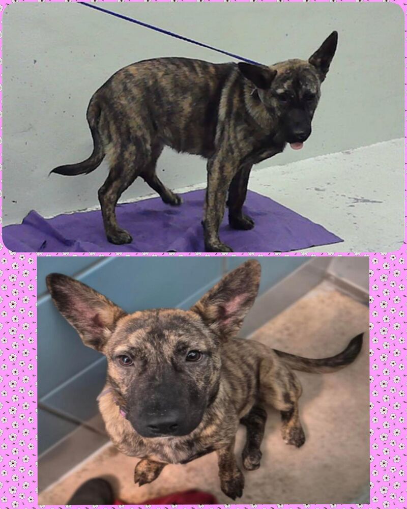 8 month old pup Darling Dee is on tomorrow's euthanasia list, Tuesday Feb 10 @ 1pm ct. Just a scared baby in a terrible situation. Friendly, sweet, timid. Hw neg. She needs help NOW [houston, tx / a2056852]