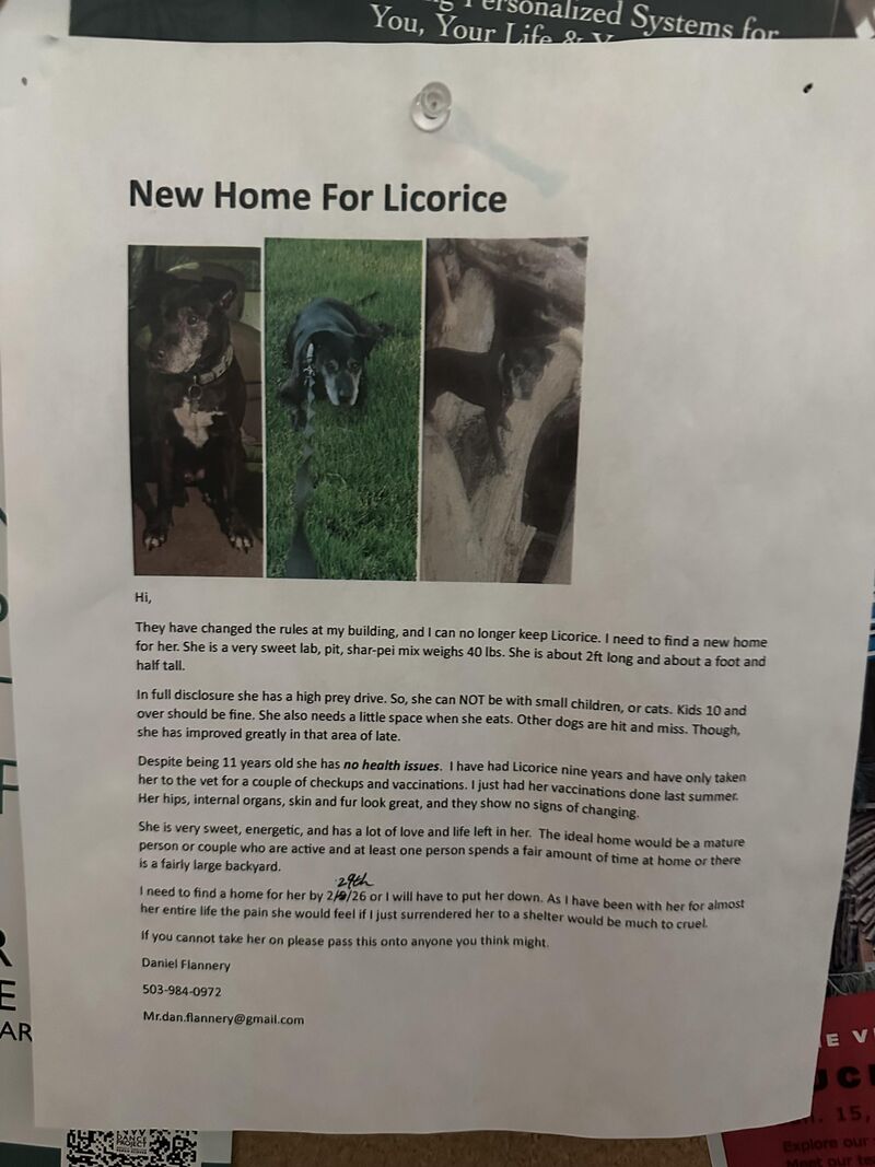 Urgent: Dog Needs a New Home to Avoid Being Put Down