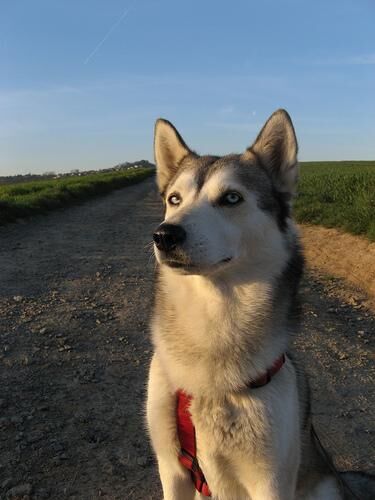 Husky