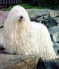 Komondor