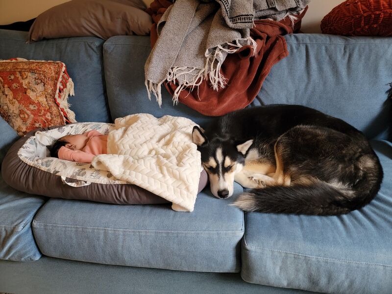 My husky and baby are getting along