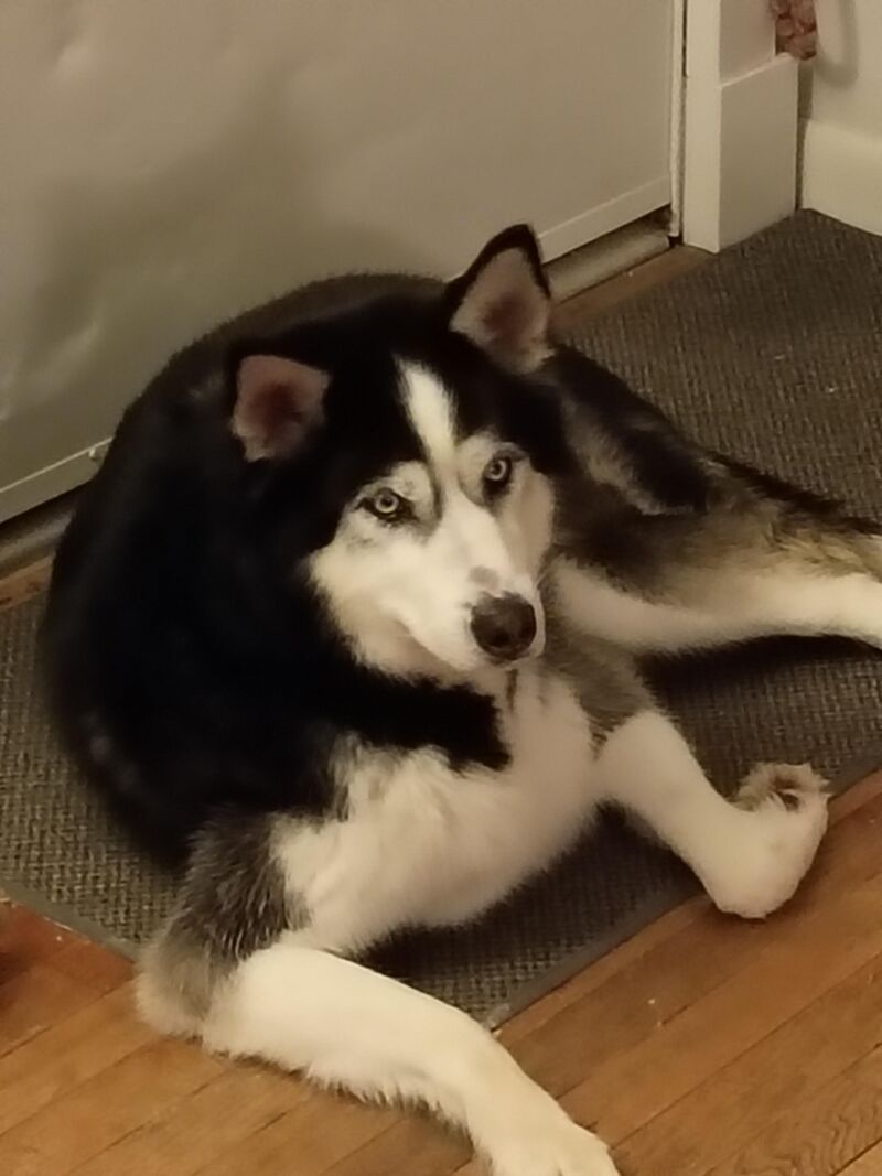 Just adopted this boy