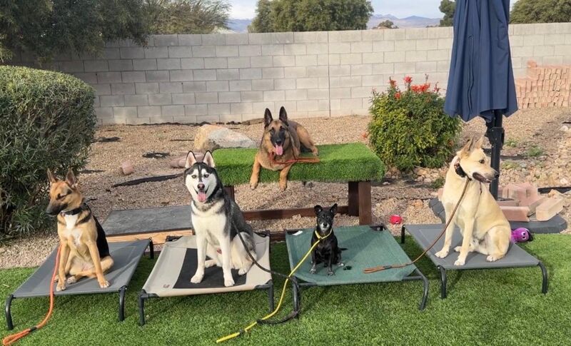 My boy enjoying his first day of doggy Boot camp this morning.