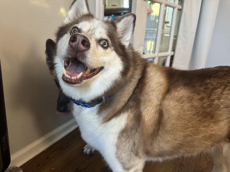 Any tips while I foster?