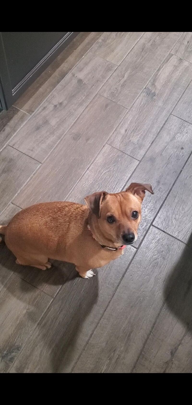 My dog saved my life twice and she helped me yesterday when I was passing out.