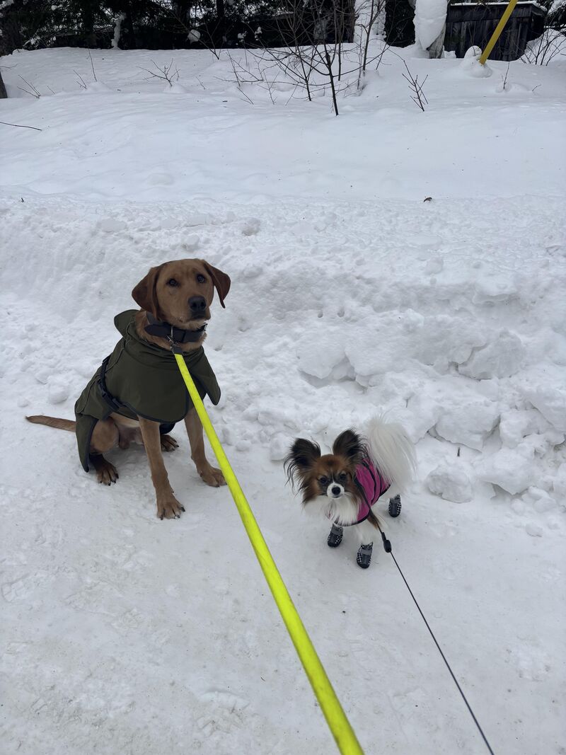 Winter walkies