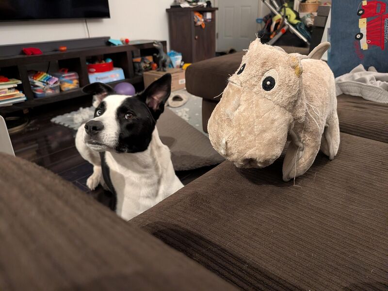 The rhino doesn't stand a chance