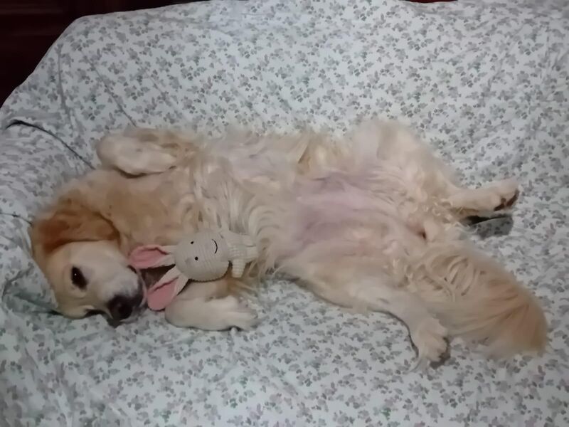 Nala turns 9 today 💗