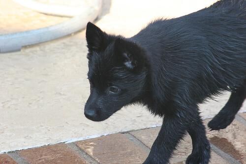 Schipperke